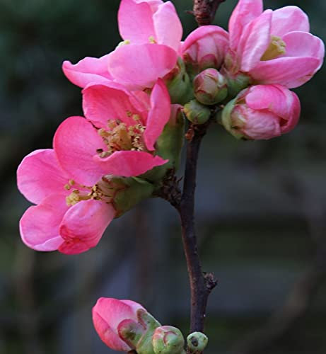 Hochstamm Zierquitte Pink Lady 60-80cm - Chaenomeles - lebende Gartenpflanze aus den Baumschulen