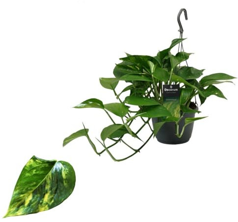 Efeutute (Epipremnum Aureum) Ampel – Pflegeleichte, Luftreinigende Hängepflanze mit 40-44 cm langen Ranken, Ideal für Innenräume