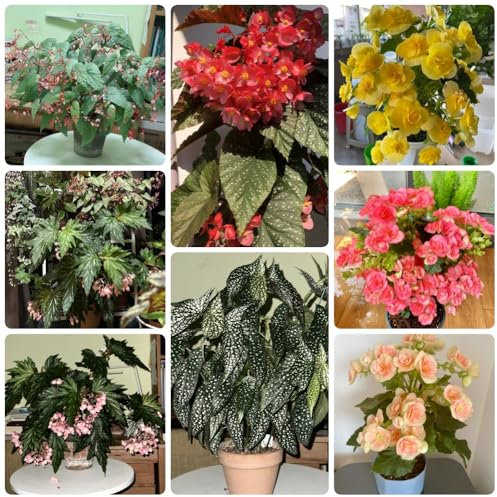 Semillas de Begonia, Begonia grandis, Las plantas de jardín son plantas perennes resistentes. semillas de plantas de begonia, plantas raras, plantas de otoño jardín de plantas, 300pcs