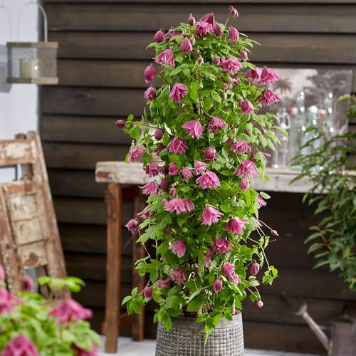 Clematis Alpina 'Imke' – Hardy Perennial Climber – Double Nodding Pink Flowers – Spring and Early Summer Flowering – Easy to Grow – 3 x 9cm Pots by Thompson and Morgan