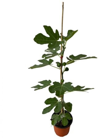 Albero di Fiorone Vaso 18cm