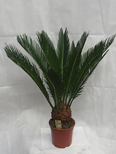 Cycas revoluta 70cm +/-, Cycad - sago palm, pot size 17 cm