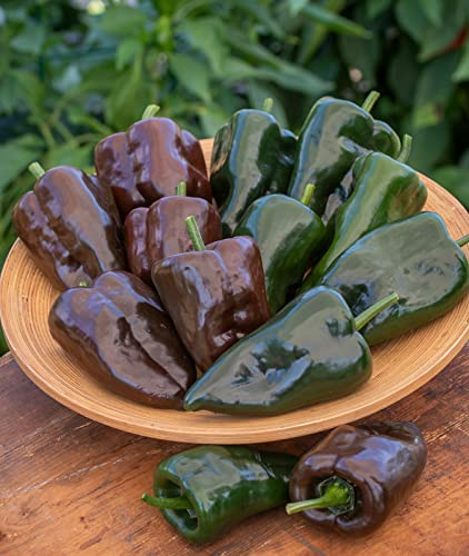 Burpee Poblano' (Ancho) 4 Heart-Shaped Dark Green to Red Peppers, 100 seeds