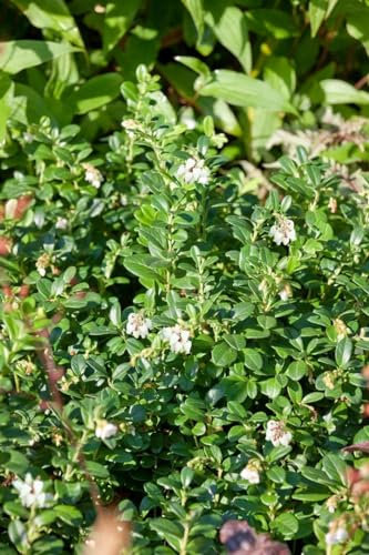 Arctostaphylos 'Massachusetts' 20-25 cm - Bärentraube, immergrün, rote Beeren, ideal für Steingärten, bodendeckend, winterhart und pflegeleicht
