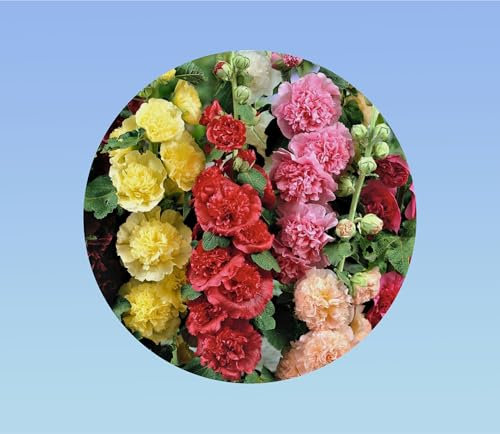 100 graines de Rose Tremiere - mixtes - Alcea rosea - vivace - fleurs double - en mélange Rose Violet Jaune Blanc