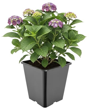 Garronda Pflanztopf Kunststoff hoch 25 x 25 x 26 cm (11L) eckig mit Drainagelöchern Blumentopf PP Pflanzgefäß für Garten Gewächshaus Balkon Anzucht Innen Außenbereich Schwarz GD-0201