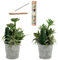 HOMEVID Plantas Artificiales Decorativas con Maceta Pack 2 Unidades para Interiores Plantas Cactus Suculentas + Incienso con Soporte Quemador
