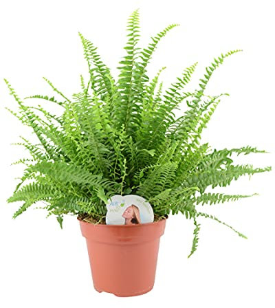 Houseplant Boston Fern in 12cm Plant Pot - Plants by Post. Humidity Loving Easy Maintain & Grow. Potted Indoor Decoration, On Windowsills, Livingroom, Kitchen, Bathroom or Office. Safely Packaged.