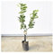 Albero di Cedro Mano di Buddha 3 anni