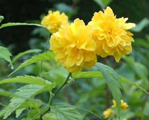 Ranunkelstrauch Pleniflora - Goldröschen - Kerria japonica Pleniflora (40-60)