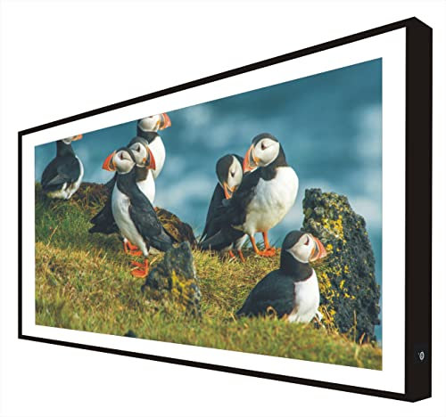 CCRETROILUMINADOS Bild mit Holzrahmen, schwarz lackiert, mit LED-Licht, Tiere in Island