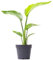 Strelitzia nicolai - Baum-Strelitzie - Zimmerpflanze (35-45cm)