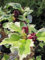 Hibiscus syriacus Purpureus Variegatus - Garteneibisch - 40-60