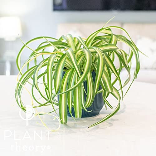 Plant Theory 25cm Bonnie Variegated Spider Plant Chlorophytum Comosum Indoor Plant 12cm Pot