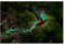 Puzzle 1000 Teile Fliegender Prächtiger Quetzal Pharomachrus Mocinno Savegre In Costa Rica Holzpuzzle Für Erwachsene Und Kinder Liebhaber Puzzlesets Dekompression Holzpuzzlespielzeug