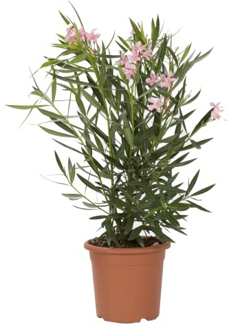 KENTIS - Nerium Oleander Rosa Winterharte Pflanzen für Garten - Blühende Heckenpflanzen für Balkon und Terrasse - H 40/50 cm Topf Ø 18 cm