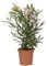 KENTIS - Nerium Oleander Rosa Winterharte Pflanzen für Garten - Blühende Heckenpflanzen für Balkon und Terrasse - H 40/50 cm Topf Ø 18 cm