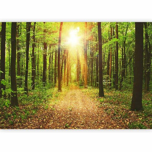 Fotomurales B&D XXL - Bosque Paisaje 300x210 cm XXL Papel pintado tejido no tejido Decoración de Pared decorativos Murales moderna de Diseno Fotográfico Naturaleza c-B-0076-a-b