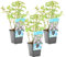 Bloomique - 3er Set - Mentha Aquatica - Wasserminze - Teichpflanzen Winterhart - Wasserpflanzen - Zone 1-2-3-4-5 - Höhe 10-20 cm - Topf 9 cm
