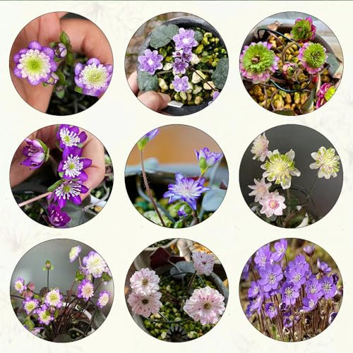 150 pcs leberblümchen pflanze samen wildblumensamen Hepatica nobilis, bienen wiese balkonpflanzen winterhart winterharte stauden sommerblumen samen bienenweide saatgut balkon blumen