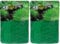 2PCS Root Tabs Freshwater Aquarium Plant Fertilizer 80 Count Aquarium Root Tabs with Organic Resin Coated Easy Use for Plants Supplies, for Plants
