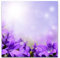 Paul Sinus Art Leinwandbilder | Bilder Leinwand 60x60cm lila Glockenblumen im Sonnenschein