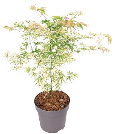 Plant in a Box - Acer palmatum 'Ukigumo' - Érable du Japon Arbres rustiques - Feuilles vertes - Pot 19cm - Hauteur 50-60cm