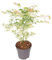 Plant in a Box - Palmatum 'Ukigumo' - Ao giapponese resistente all'inverno - Foglie verdi - Vaso 19cm - Altezza 50-60cm
