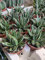 AGAVE REGINA VITTORIA (AGAVE VICTORIAE REGINAE) VASO 10,5CM PIANTA GRASSA