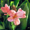 Canna-Knolle, indisches blumenrohr knollen canna pflanzen winterharte Staude, Gartendekoration, wächst gut in Töpfen-4knollen-D