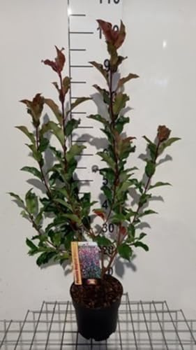 Photinia fras. 'Magical Volcano'® ('kolmavoca') - Glanzmispel 30-40 cm - Container
