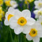 Encanto Flores Narciso Bulbo Bulbos De Narciso Bulbo Narciso De OtoñO, Narcisos Flores Naturales Bulbo Narcisos Flores, Novato, JardíN,Calas Gigantes Bulbos De Calas -10bulbos-B