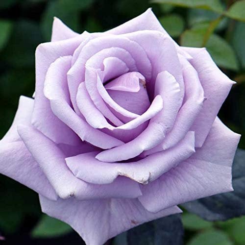 10 Sterling Silver Hybrid Tea Rose Seeds
