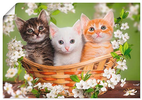 ARTLAND Wanddeko Poster & Kunstdrucke Wandposter 100x70 cm Katze Tiere Katzenbaby Baby Landhaus Shabby Chic Blumen Botanik T6BM