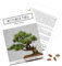 Außergewöhnliche Bonsai Samen mit hoher Keimrate - Pflanzen Samen Set für deinen eigenen Bonsai Baum (1x Mittelmeer Pinie)