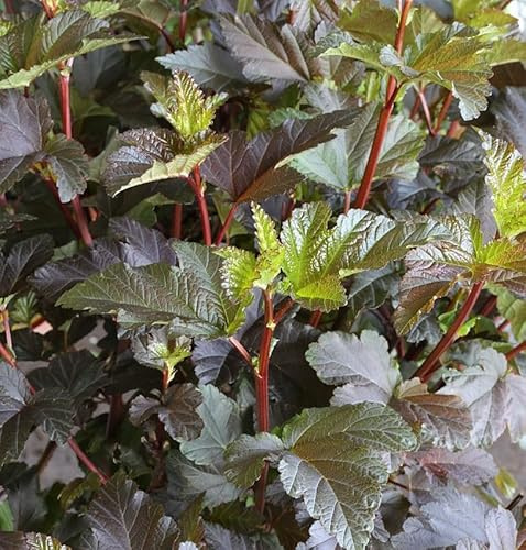 Fasanenspiere Diable d Or 30-40cm - Physocarpus opulifolius - lebende Gartenpflanze aus den Baumschulen