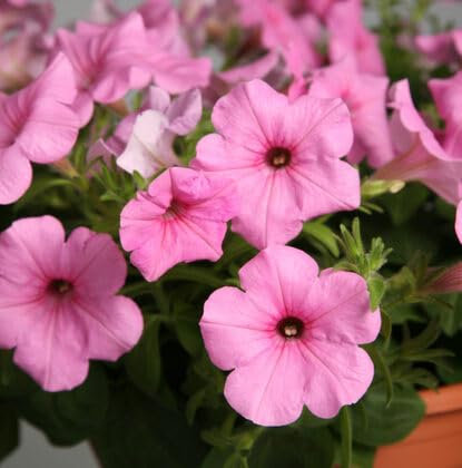 Semi di petunia 100 pezzi