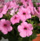 Semi di petunia 100 pezzi