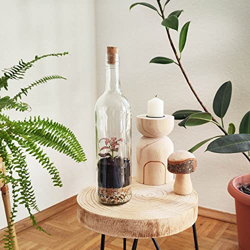 Kit terrarium pour plantes Amo Naturaleza 30 cm