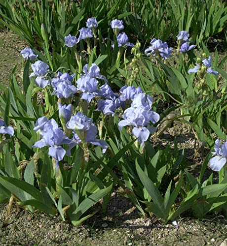 Zwergschwertlilie Azurea - Iris barbata