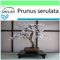 SAFLAX - Bonsai - Japanische Blütenkirsche - 30 Samen - Prunus serulata