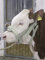 Agritura Bullenhalfter - A00865