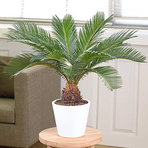Cycas Revoluta - Sago Palm | Best Indoor Plants for Sale | 30-40cm with Pot