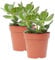 Verdecora Árbol de Jade | Planta suculenta | Planta natural de interior | Fácil cuidado y gran resistencia (Maceta Ø13cm PACK 2 UNIDADES)