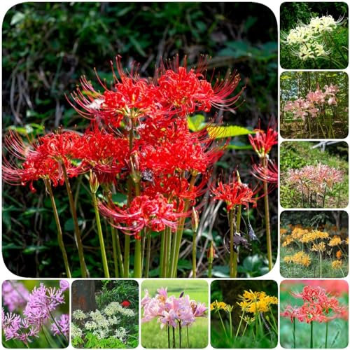 10 pcs spinnenlilie zwiebeln - zimmerpflanze praktische geschenke wildblumen stauden Lycoris Radiata blutblume zwiebel,Seltene Pflanzenserie, winterfeste pflanzen für balkon bienenfreund