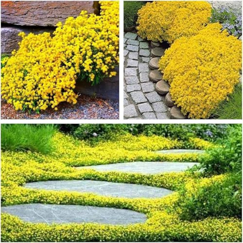 10000+Stück kriechender thymian Samen für Pflanzung Thymus Serpyllum - Heirloom Kriechender Thymian Samen Bodendecker leicht zu pflanzen - offen bestäubt (gelb)