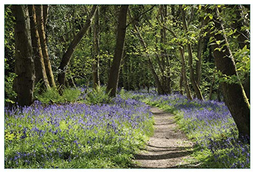 Wallario Küchenrückwand selbstklebend 90 x 60 cm, Motiv: Wiese voller Blauer Hasenglöckchen im Wald | Spritzschutz abwischbar & pflegeleicht