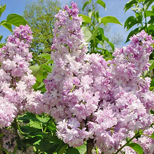 Edelflieder 'Rose de Moscow'