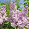 Edelflieder 'Rose de Moscow'