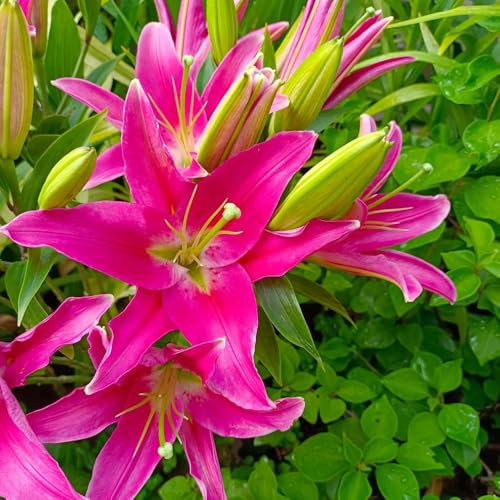 4 pcs Lilien Zwiebeln Winterhart Mehrjährig, blumenwiese pflanztopf pflanze Lilium brownii, Baumlilien, Lilie, blumenzwiebeln mehrjährig winterhart blumenzwiebeln zwiebel frühblüher